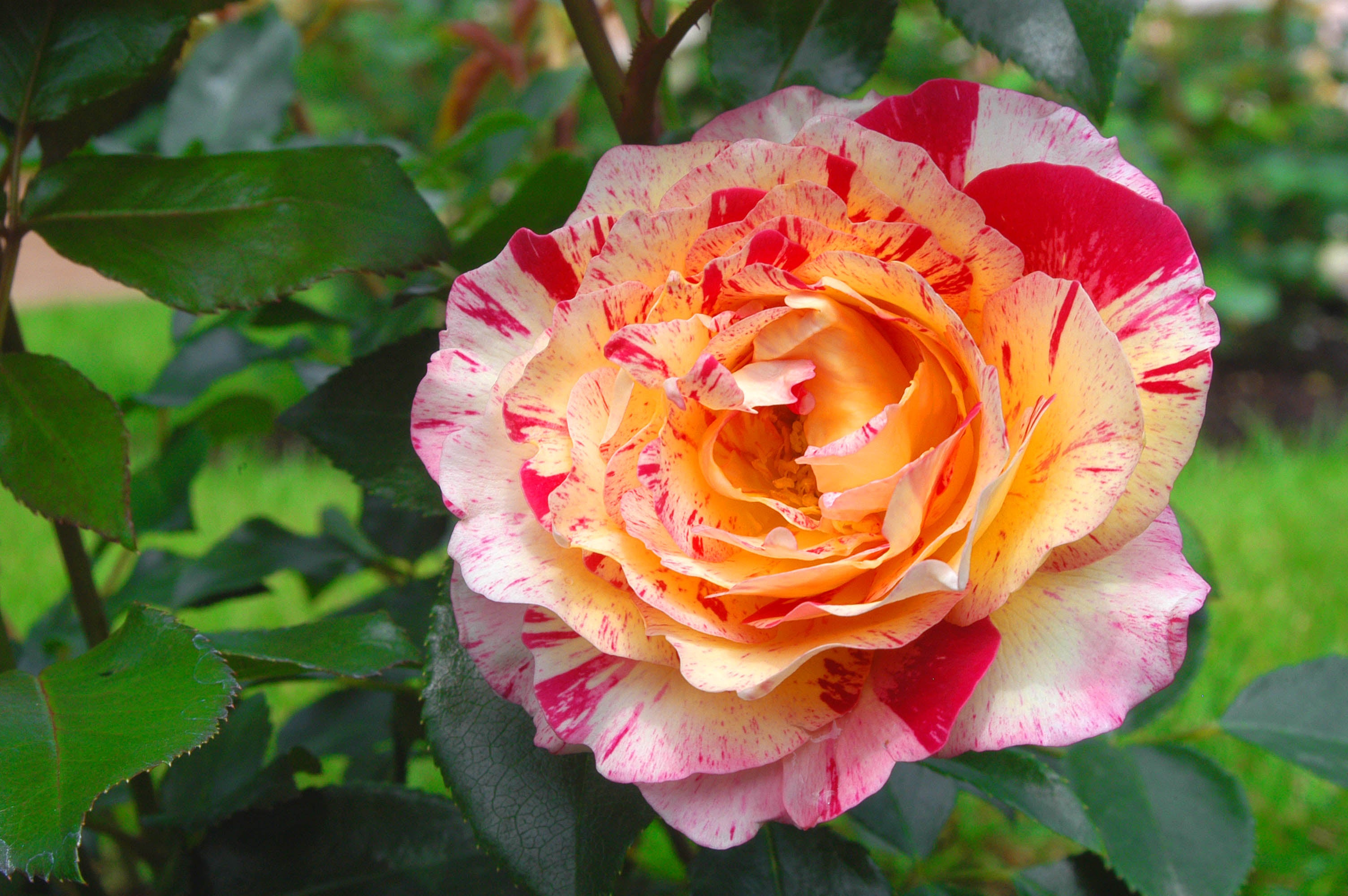 Shop Premium Rose Bushes | April & Ashley