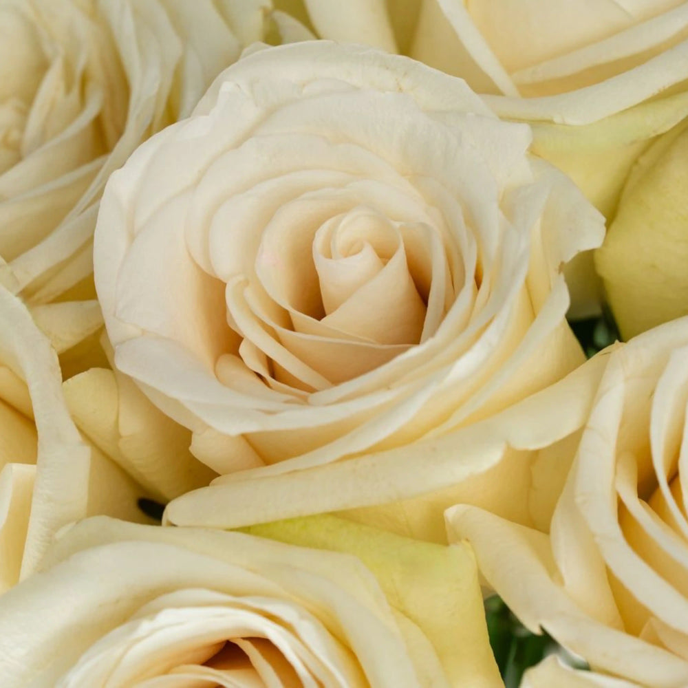 Close-up of cream-colored roses with a soft focus on petals