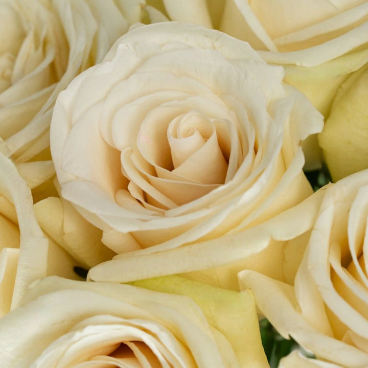 Close-up of cream-colored roses with a soft focus on petals