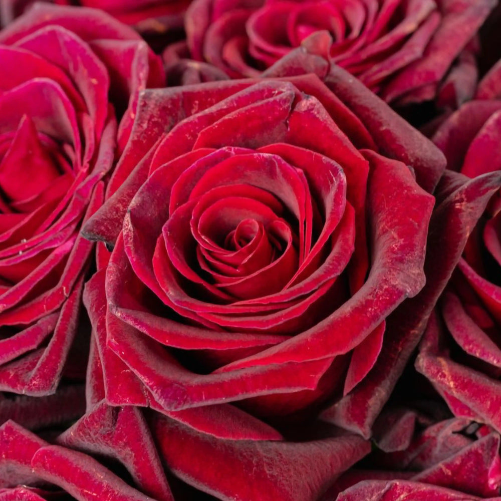 Close-up of red roses with a soft focus effect