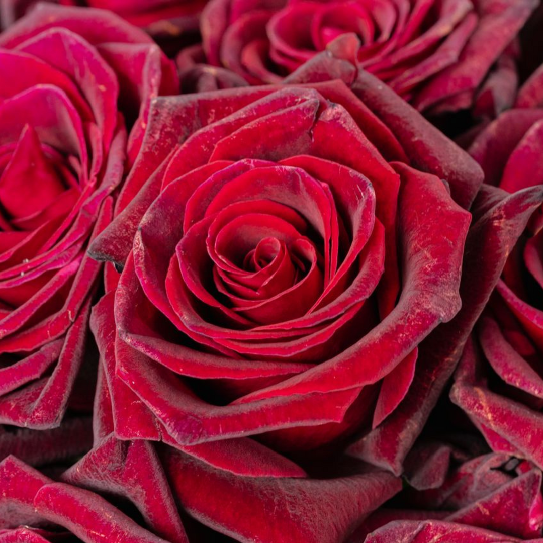 Close-up of red roses with a soft focus effect