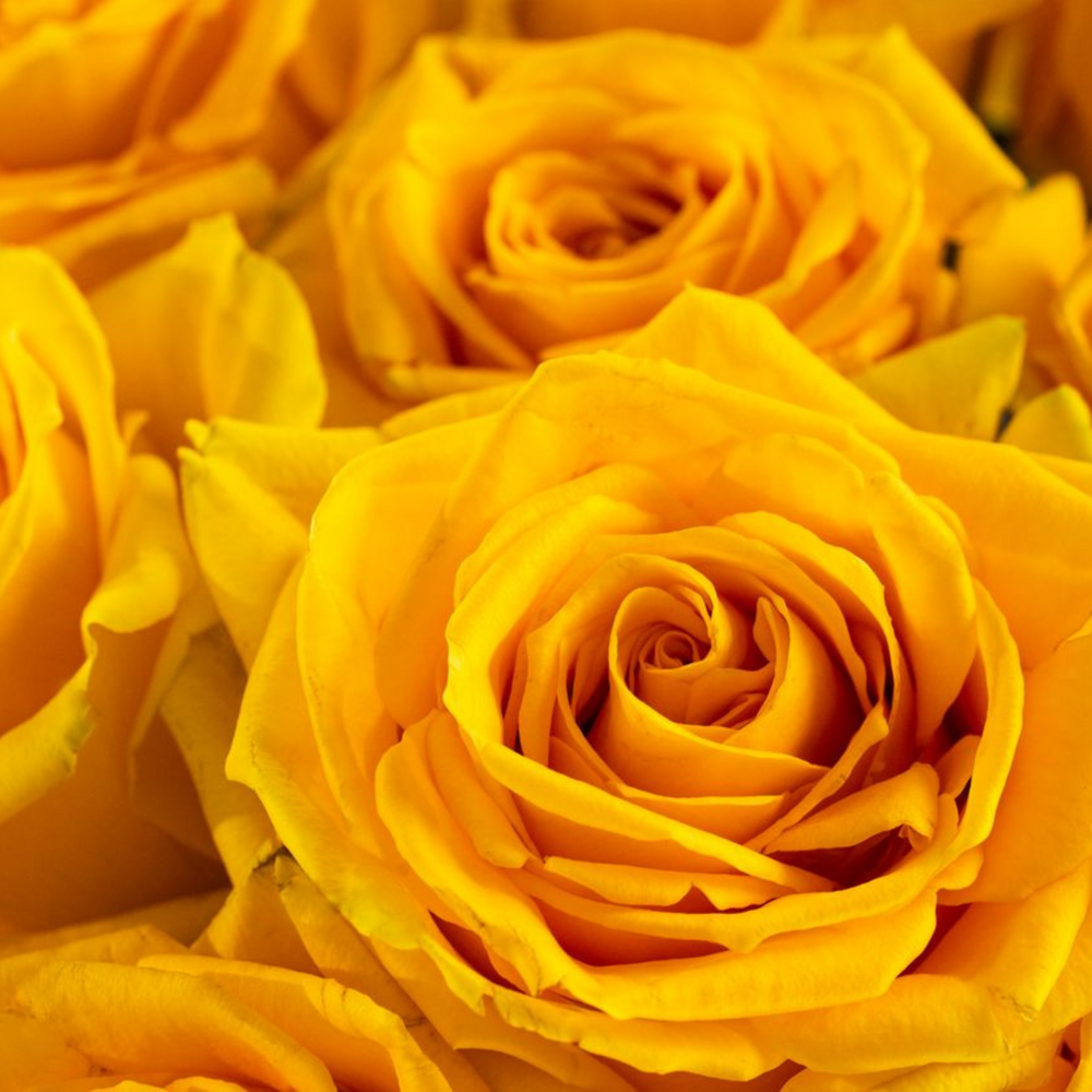 Close-up of yellow roses with a soft focus background