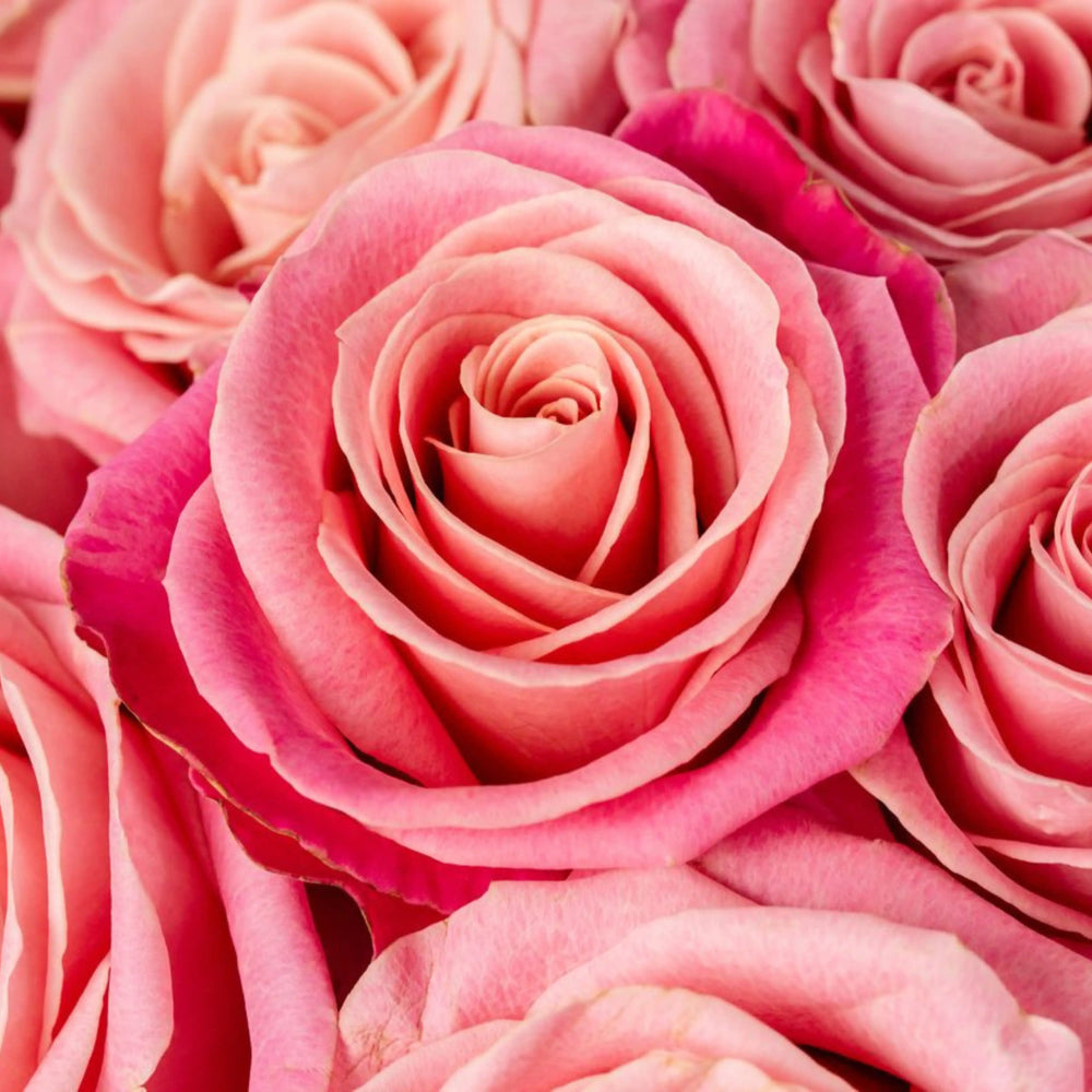 Close-up of pink roses with a soft focus background