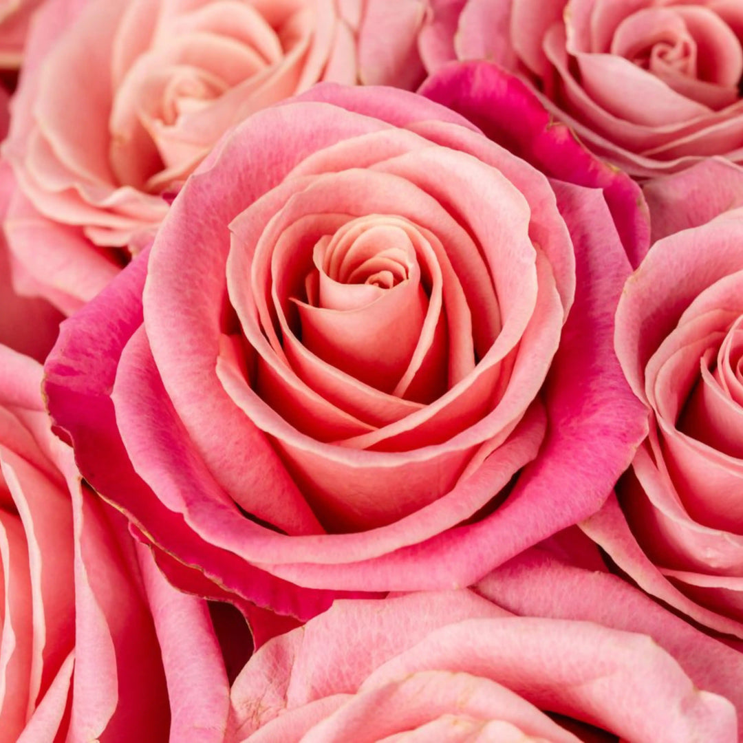 Close-up of pink roses with a soft focus background