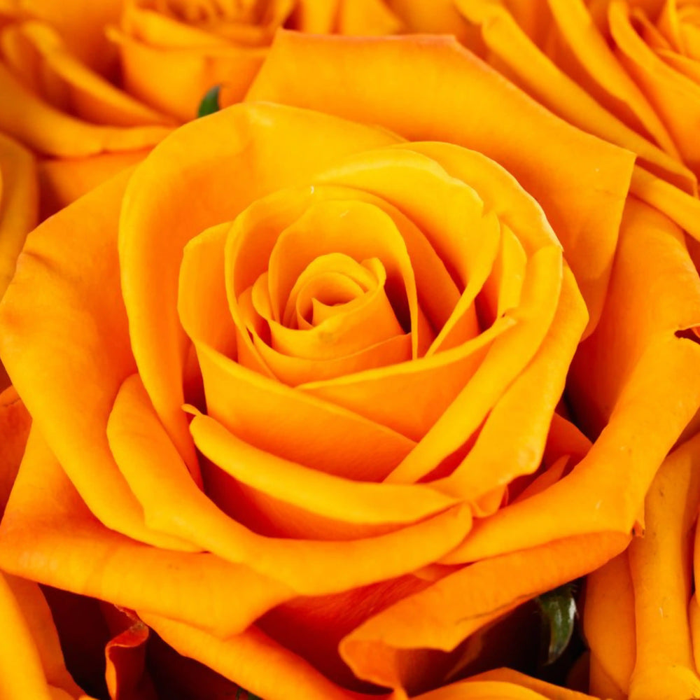 Close-up of a bright orange rose with a blurred background