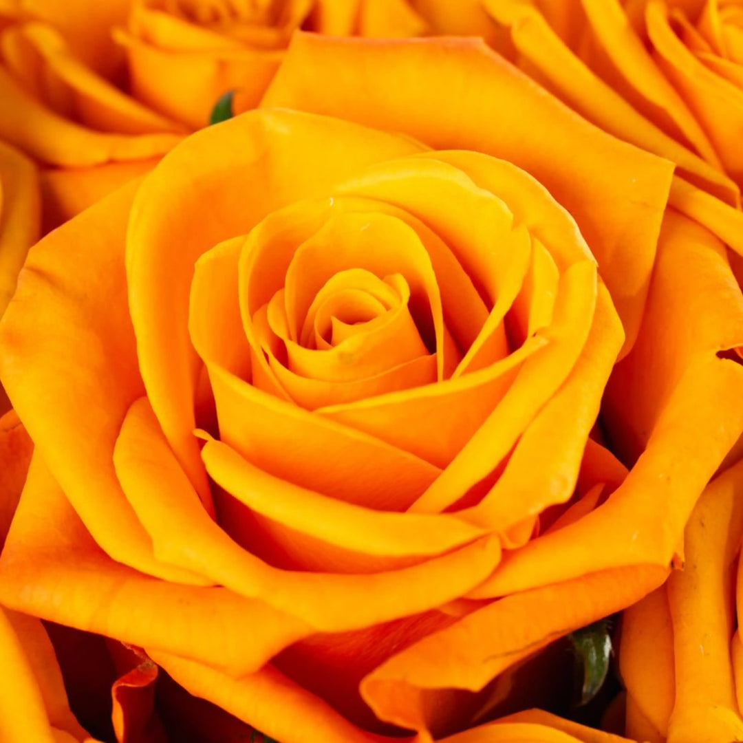 Close-up of a bright orange rose with a blurred background