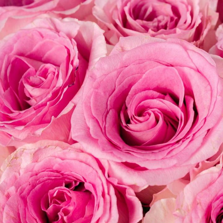 Close-up of pink roses with a soft focus