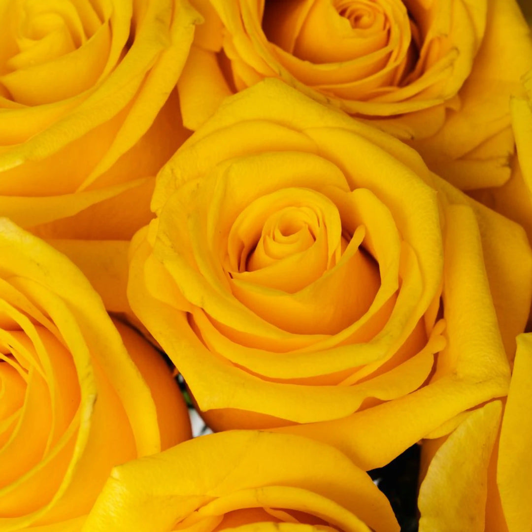 Close-up of yellow roses with a soft focus background