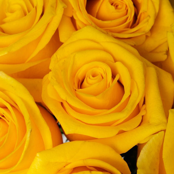 Close-up of yellow roses with a soft focus background