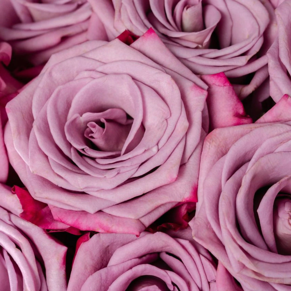 Close-up of pink roses with a soft focus