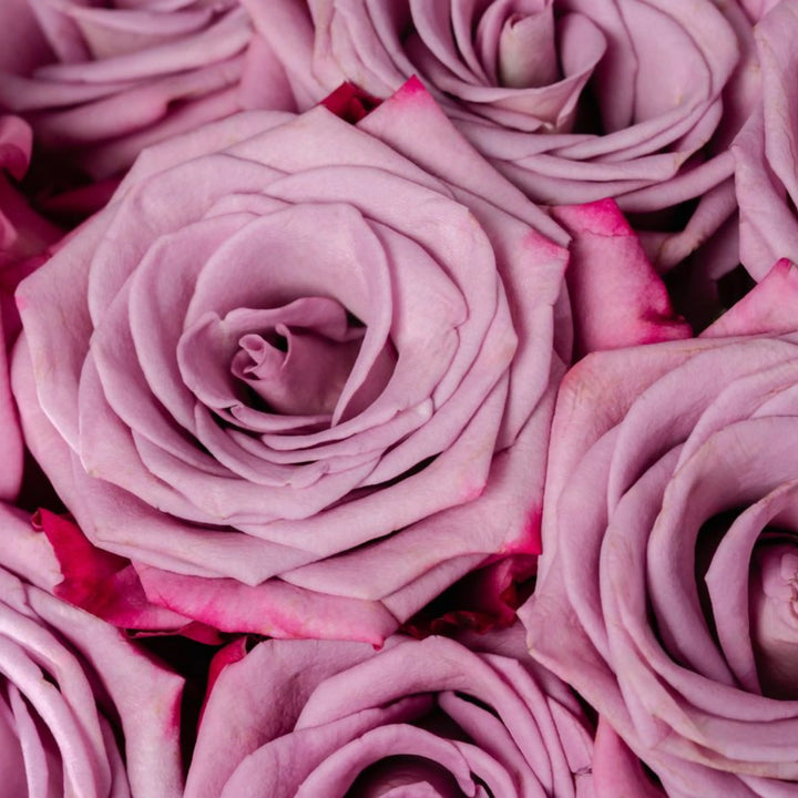 Close-up of pink roses with a soft focus