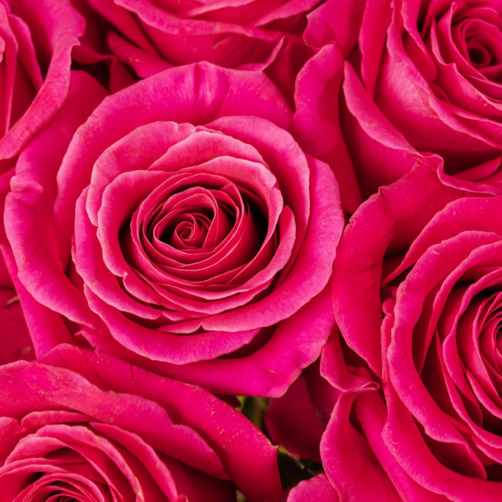 Pink-floyd-roses-close-up
