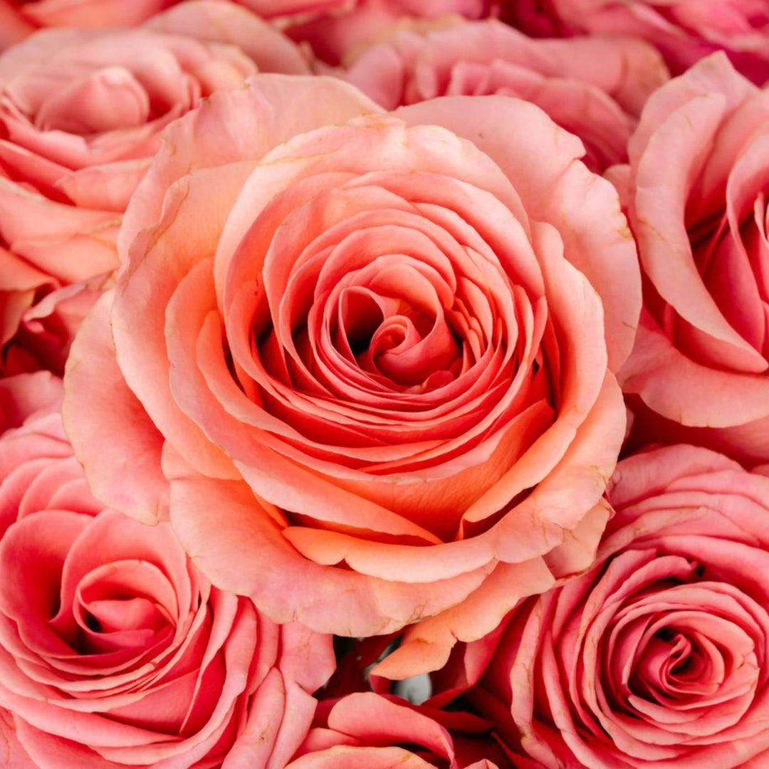 Close-up of pink roses with a soft focus on the background
