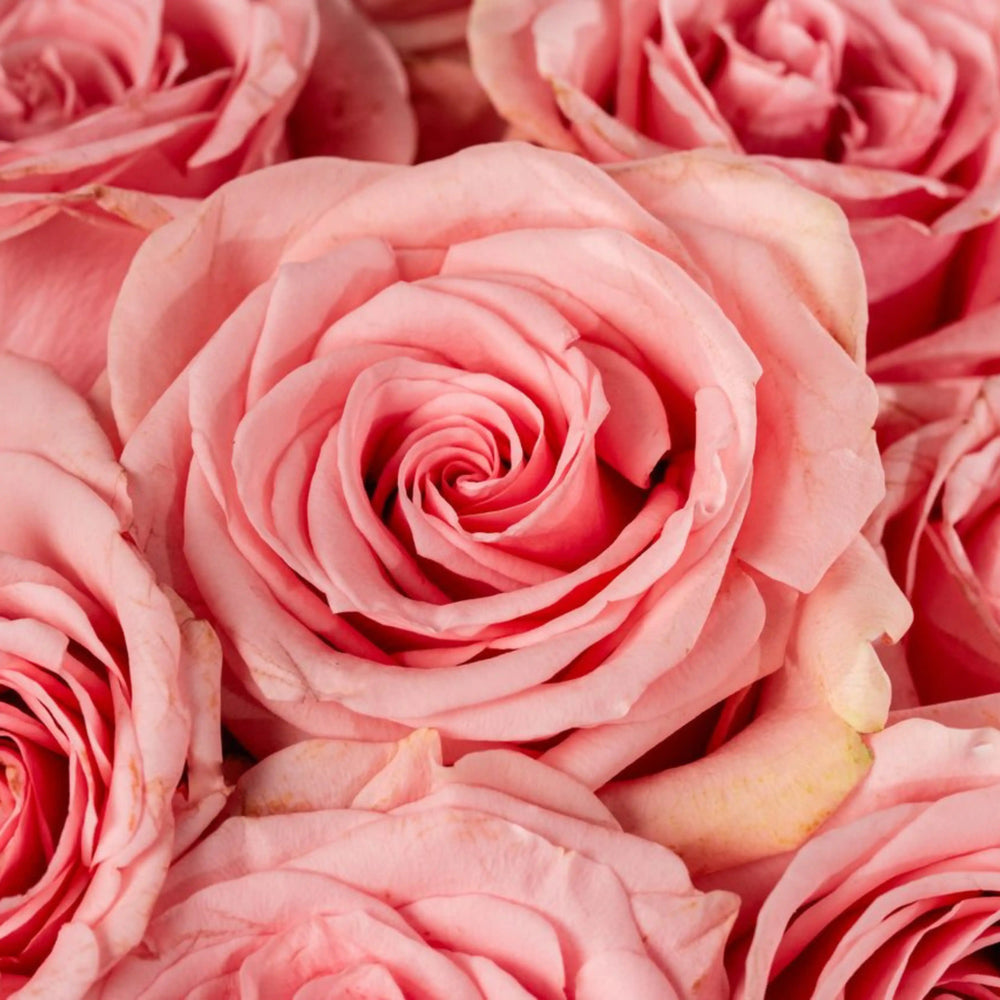 Close-up of pink roses with a soft focus