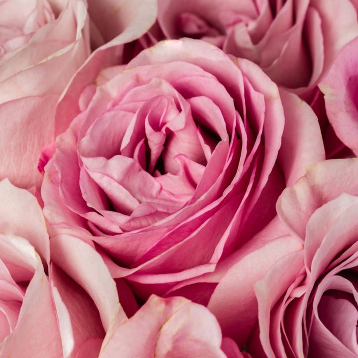 Close-up of pink roses with a soft focus