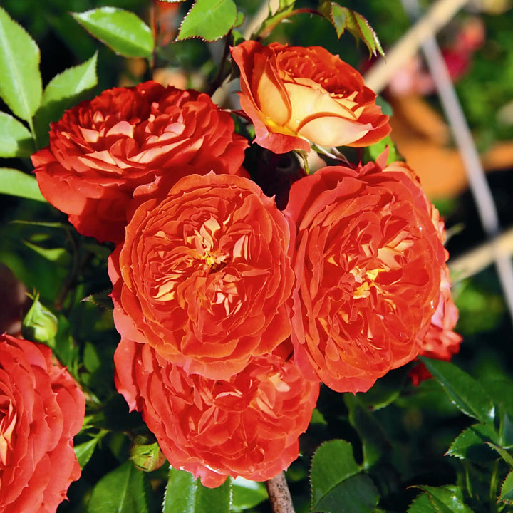 Close-up of vibrant Carmen Scarlet roses with green leaves in the background