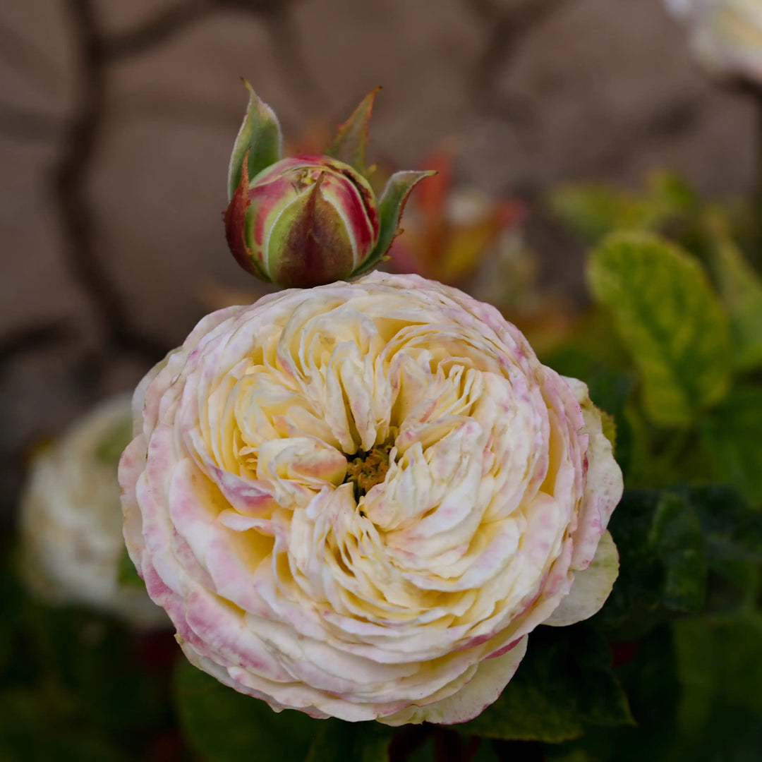 rose klapprad Cassandra