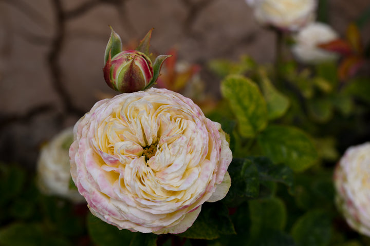 Close-up of a pink and yellow flower with a blurred background