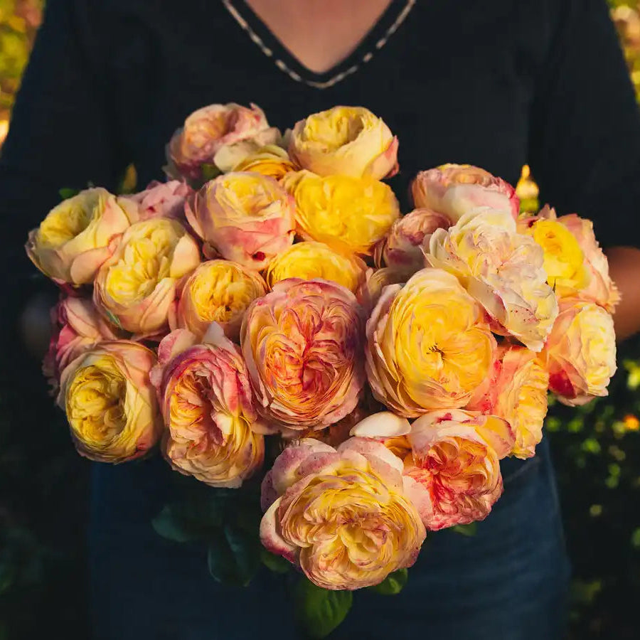 Cassandra™ – April & Ashley