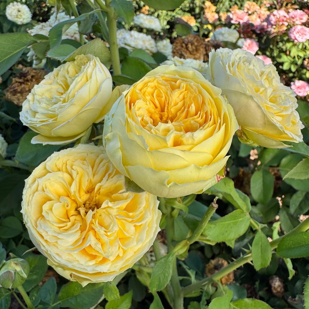 Close-up of yellow roses with green leaves in a garden setting