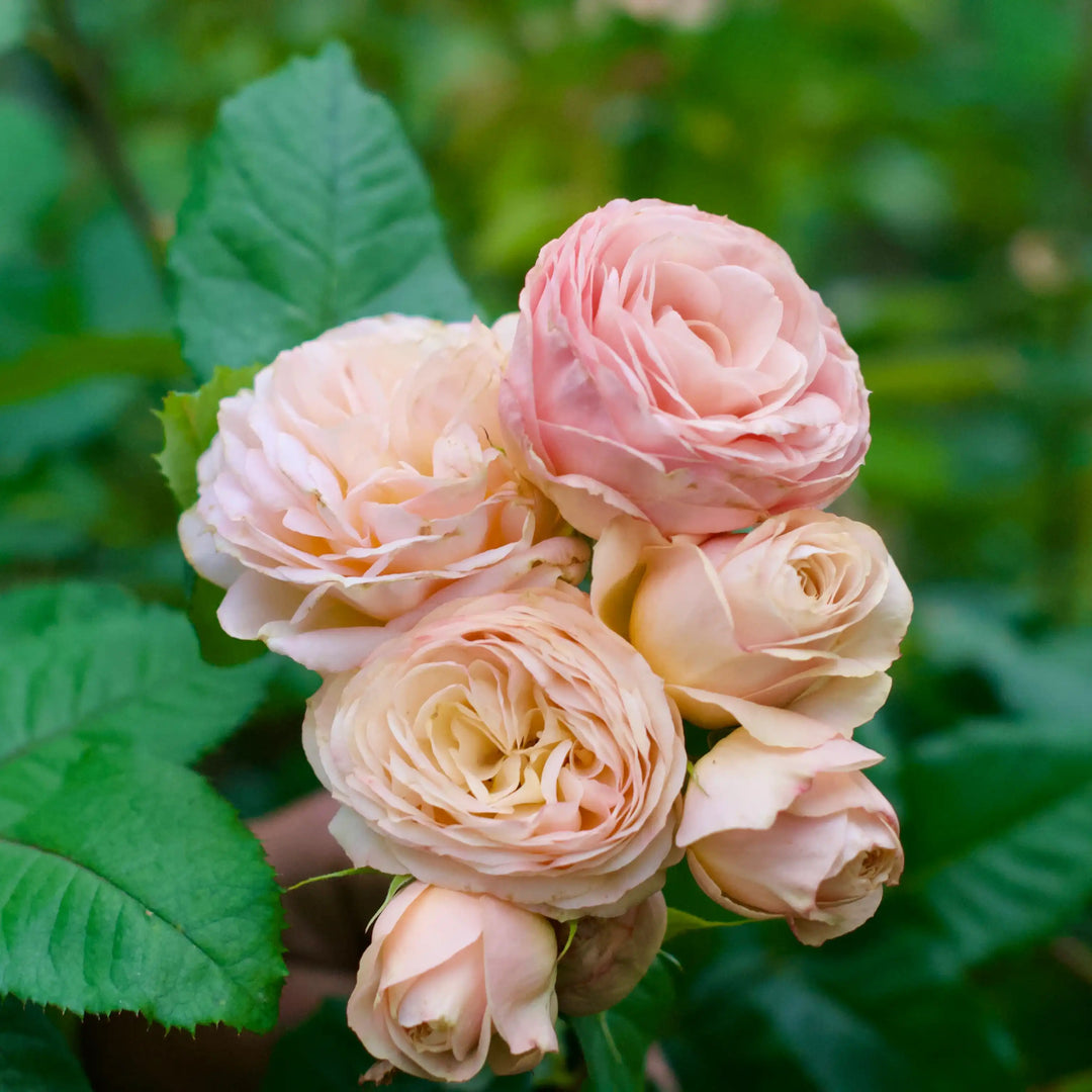 Chairty Roses Chantilly Lace™ Apricot & Creamy White Rose | April & Ashley