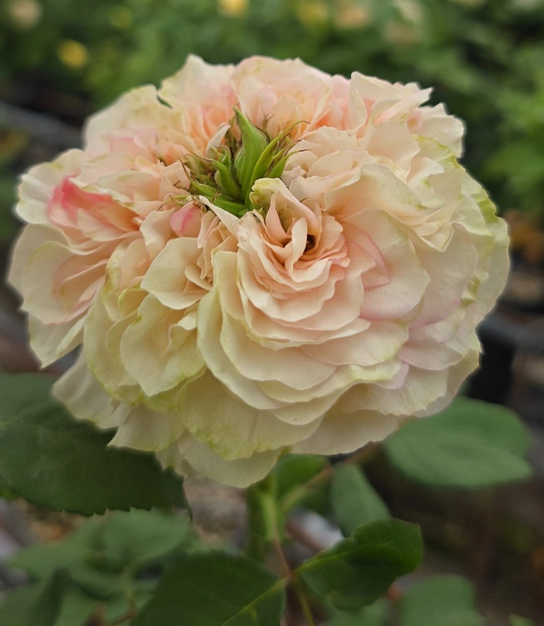 CharmingCorneille Rose Bloom