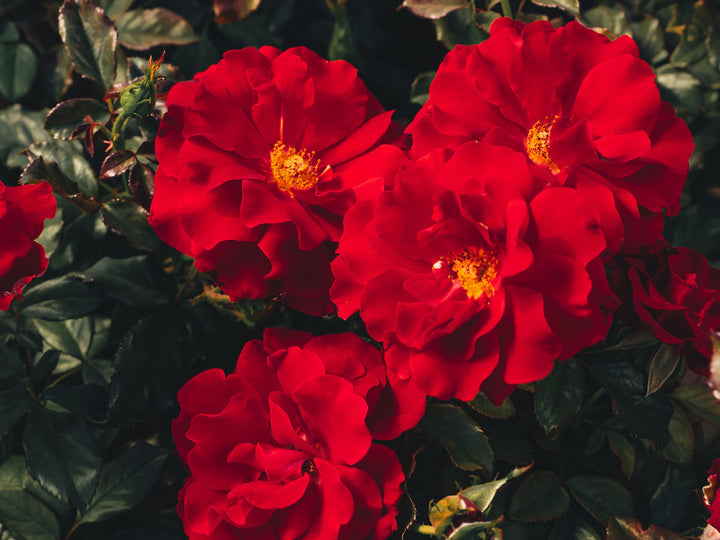 City of San Francisco™