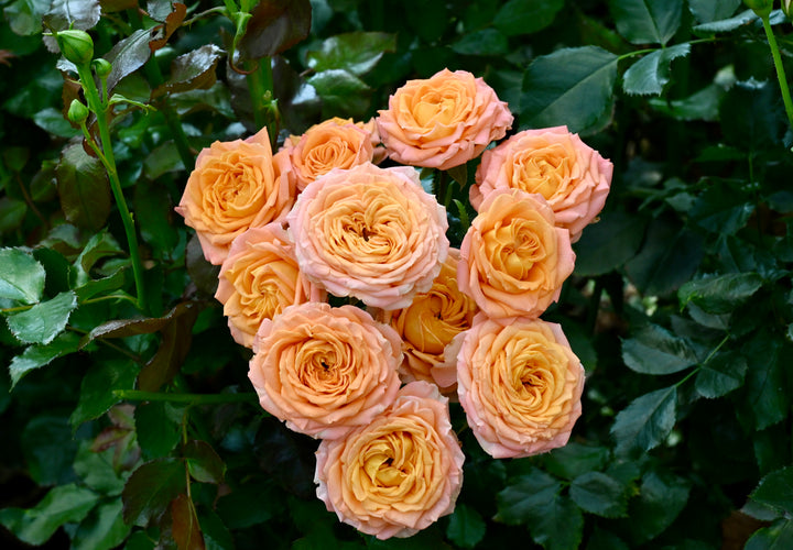 Coral Trendsetter™