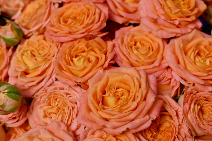 Coral Trendsetter™