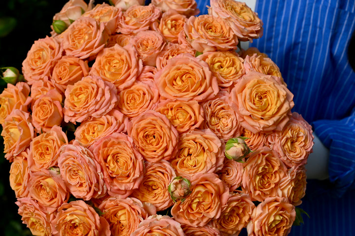 Coral Trendsetter™