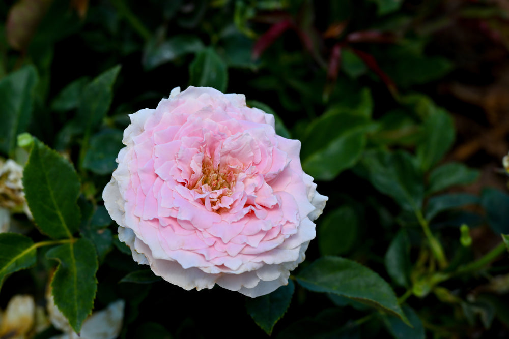 Pink flower with green leaves in the background