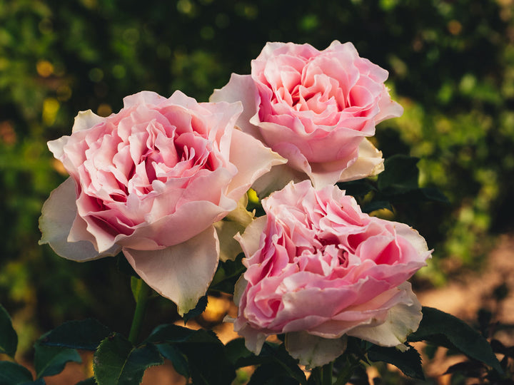 Country Spirit® Peonia