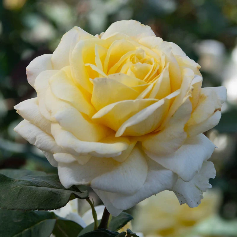 Natural Cream Roses How to Grow & Support Climbing Rose Bushes | April & Ashley