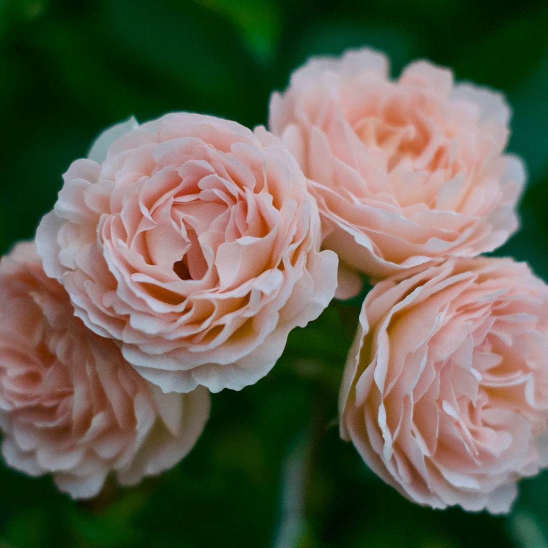 Light pink roses