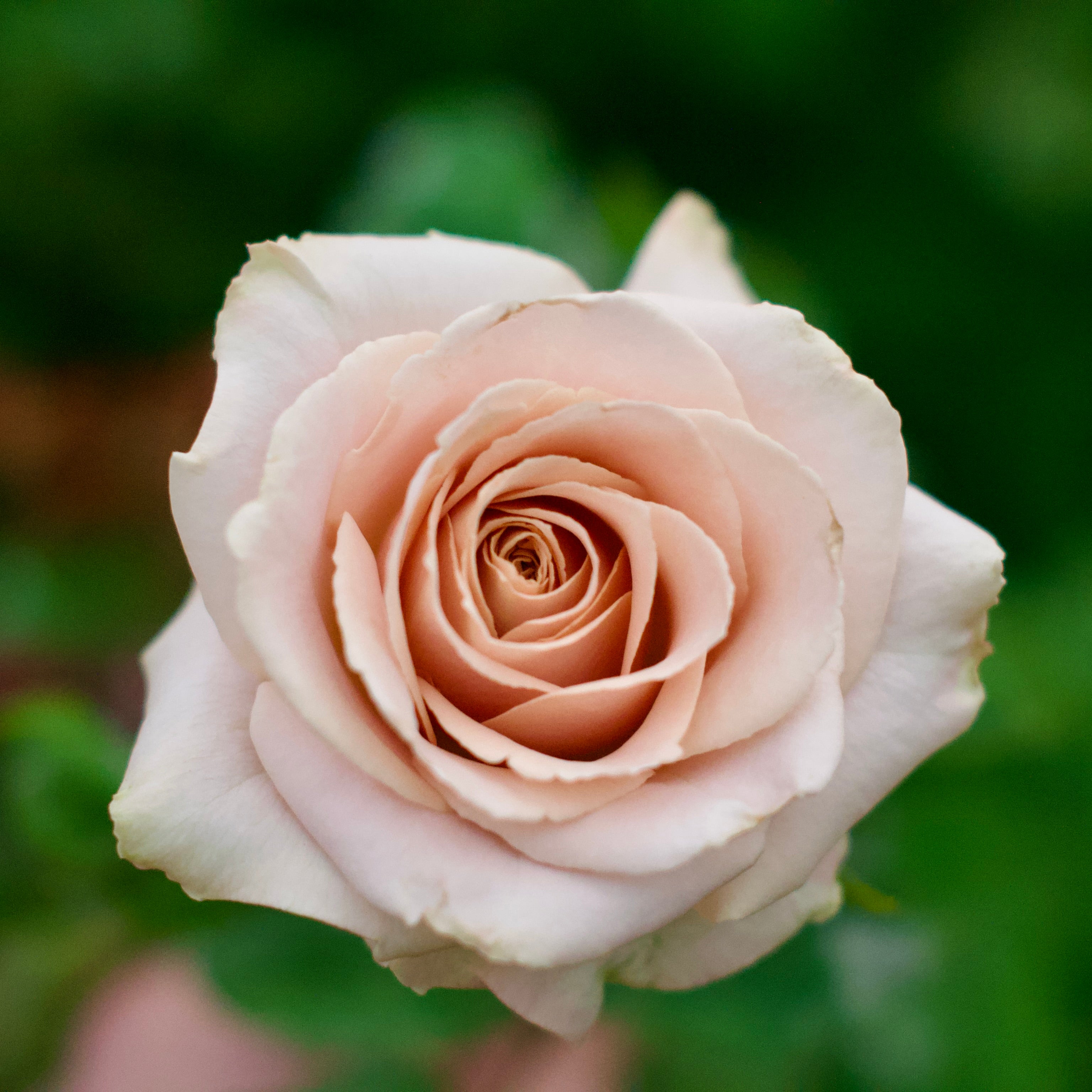 Rose roseです ※10月6日までお取り置きもできますᵕ̈* Zone 10 Rose Bush Collection | April & Ashley