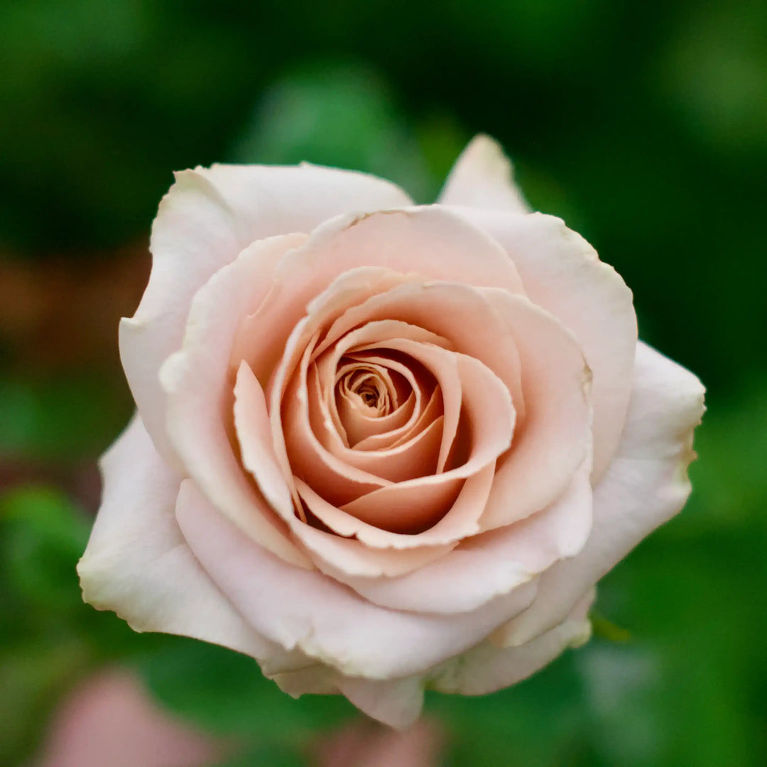 quicksand rose seeds Quicksand Pastel Pink & Soft Lavendar Rose