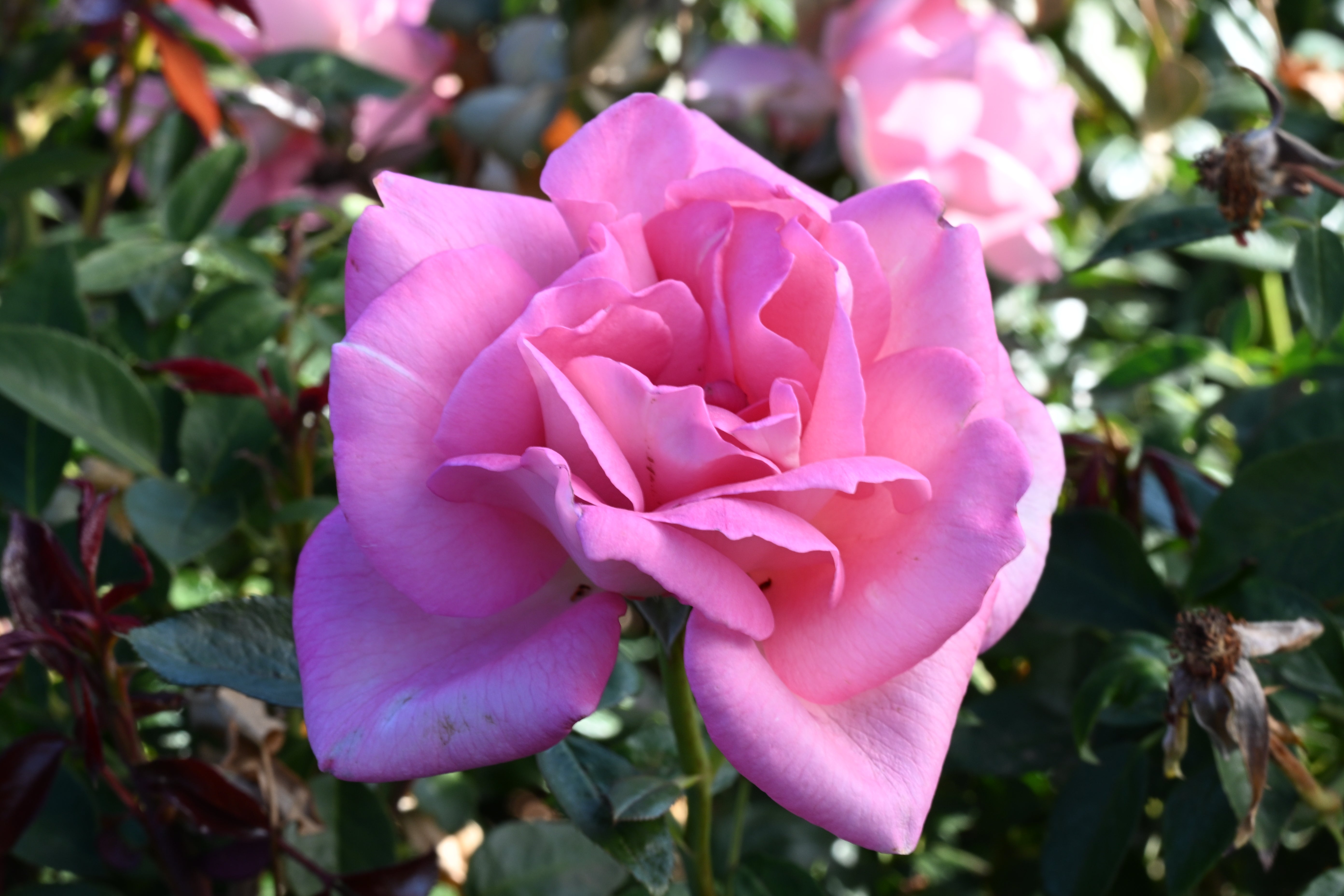 2026 Rose Bush Catalog – April & Ashley