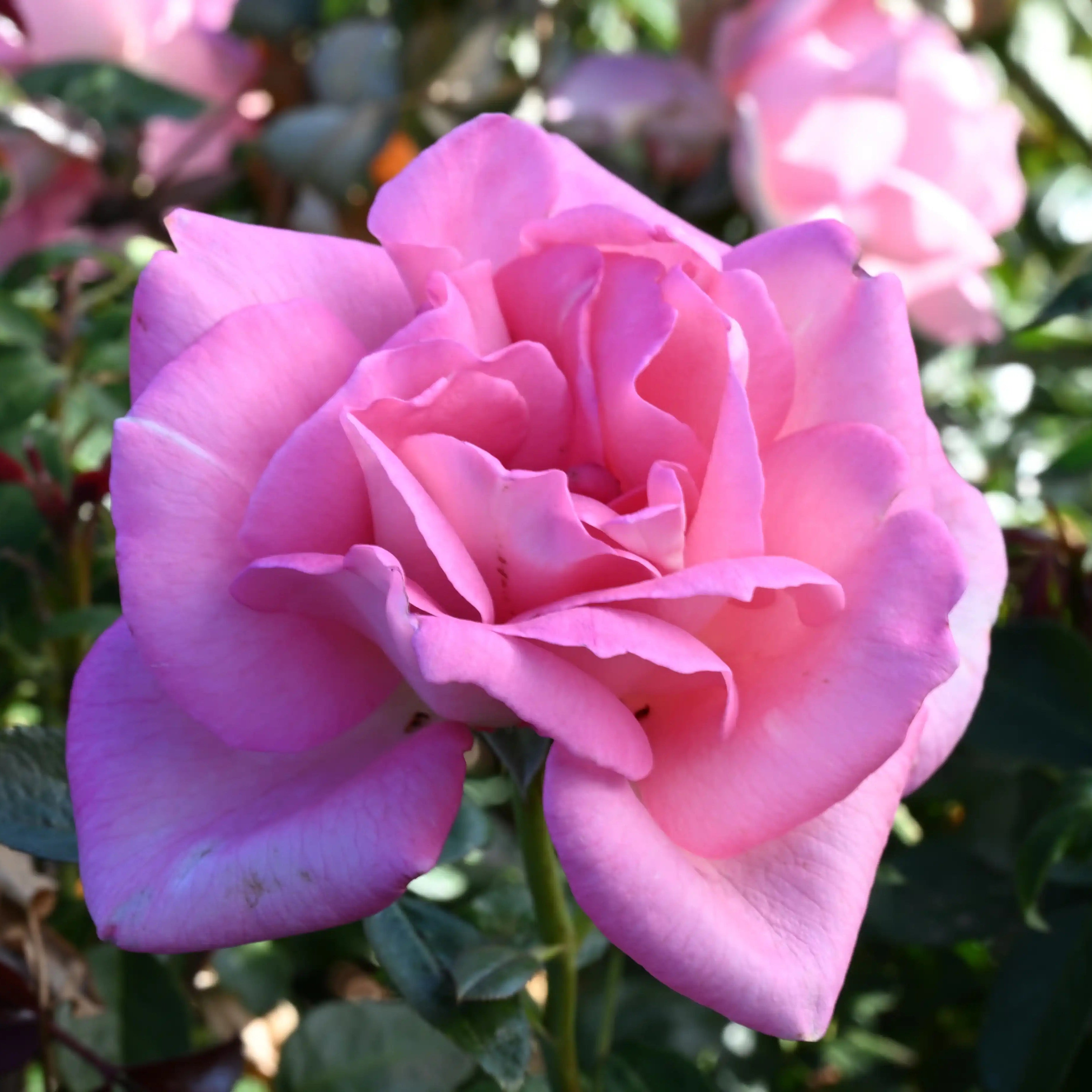 Pink Roses Avril Climbing Parfum Royal™ Luminous Pink Rose | April & Ashley