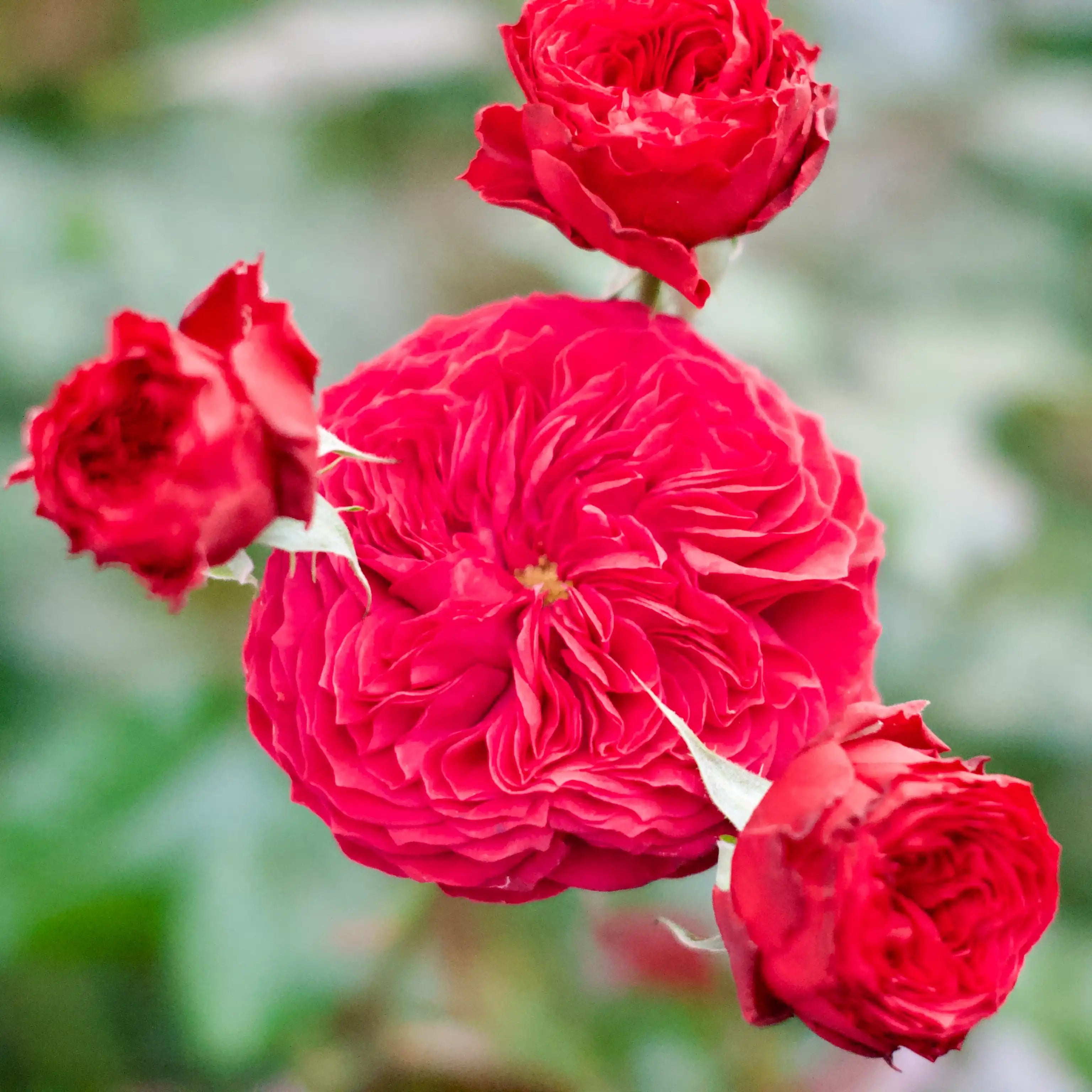 Dance Party™ Vibrant Red Rose Bush | April & Ashley