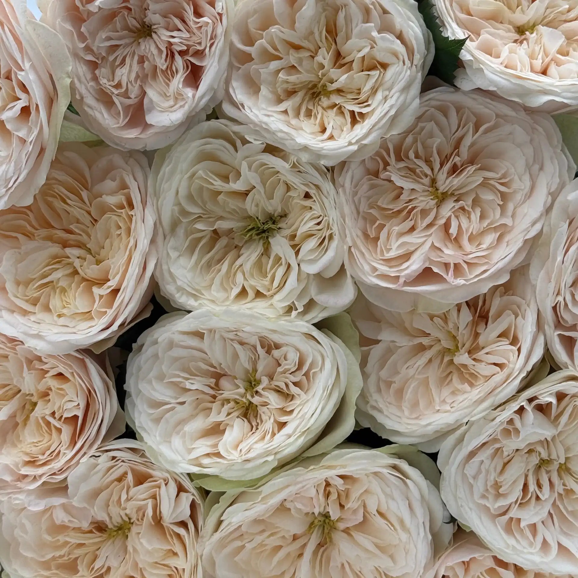 Darlington rose bush