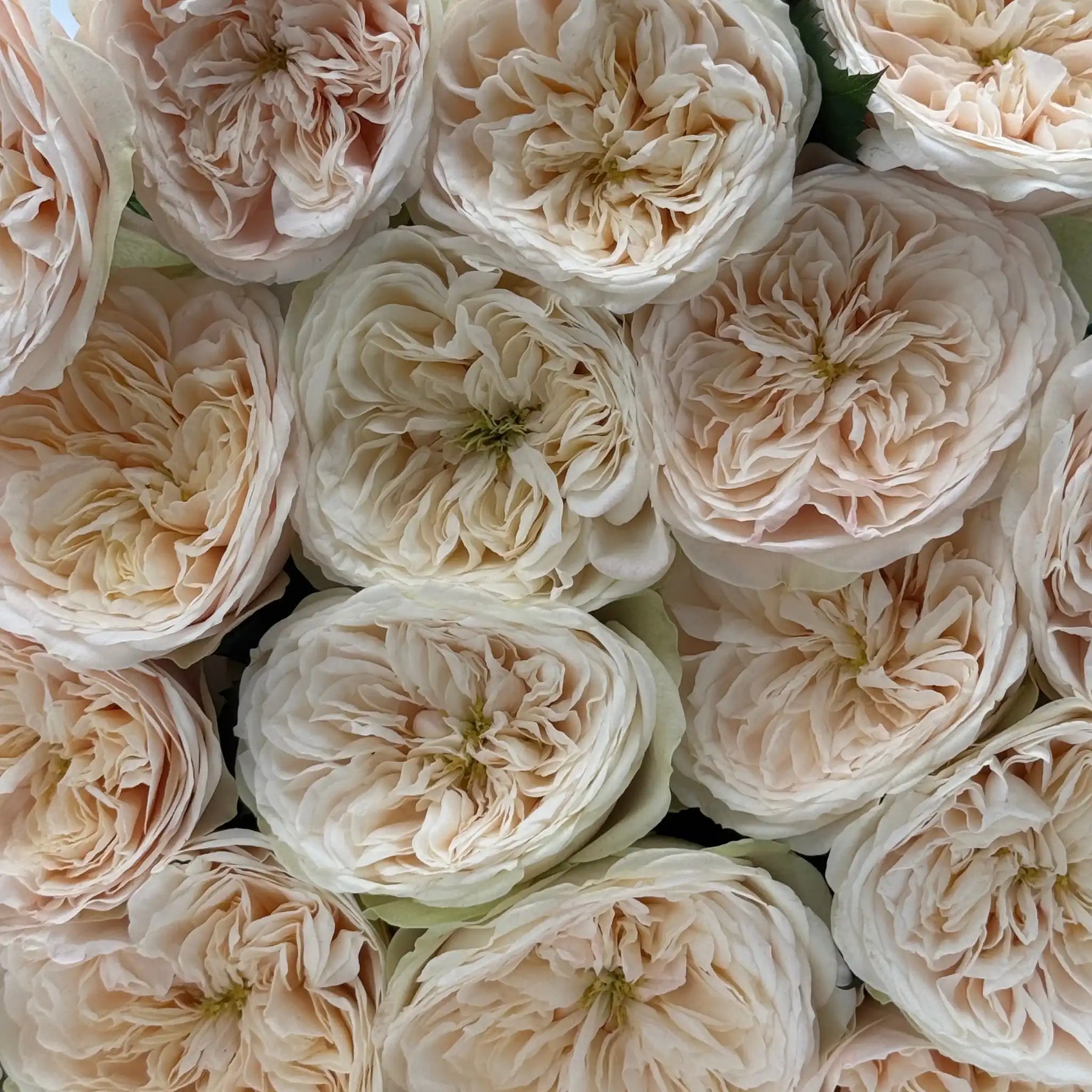 Darling Roses White Darlington™ Creamy White Rose Variety | April & Ashley