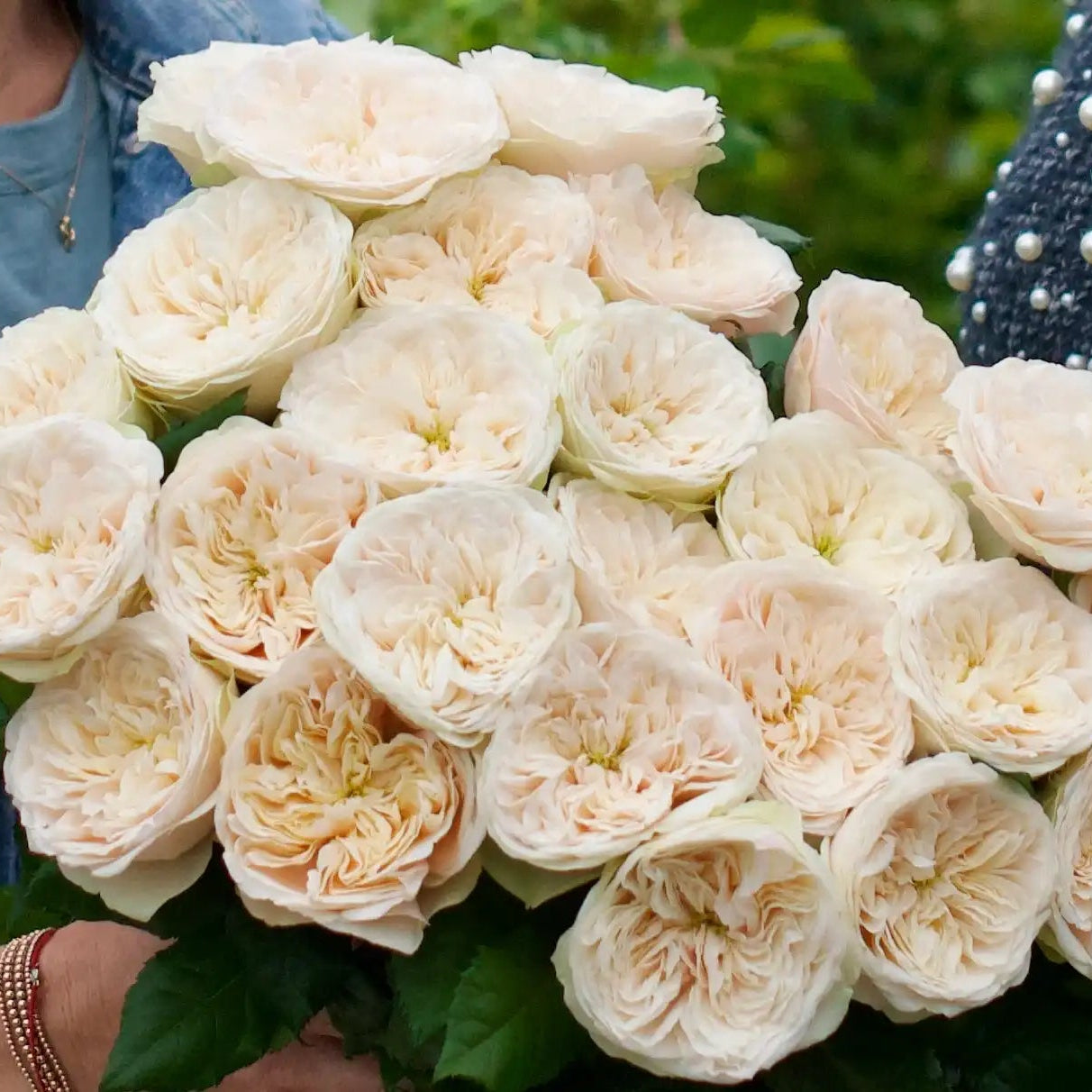 Darling Roses White Darlington™ Creamy White Rose Variety | April & Ashley
