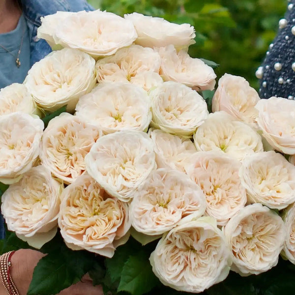 Darlington™ Creamy White Rose Variety | April & Ashley