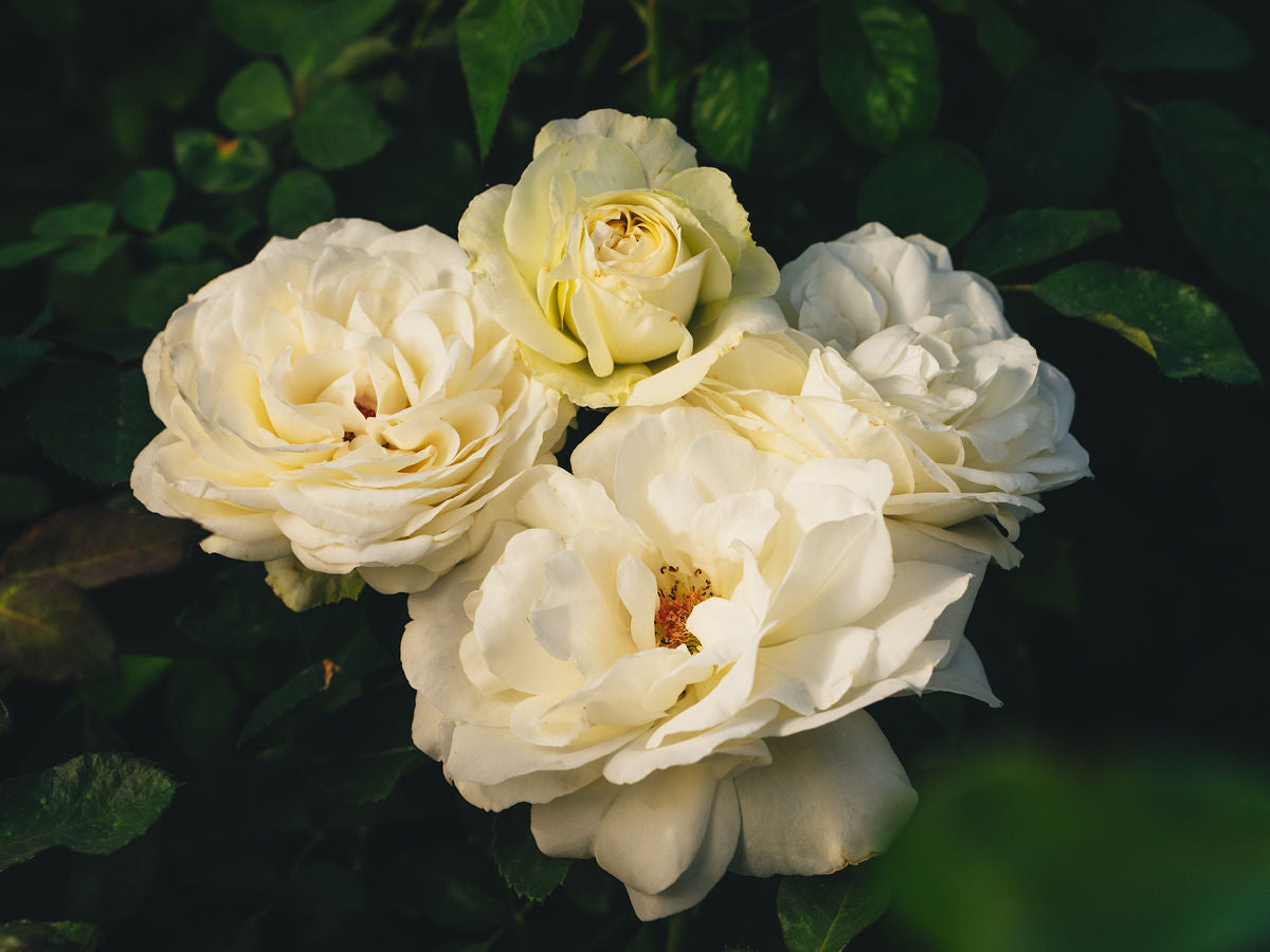 Zone 10 Rose Bush Collection | April & Ashley