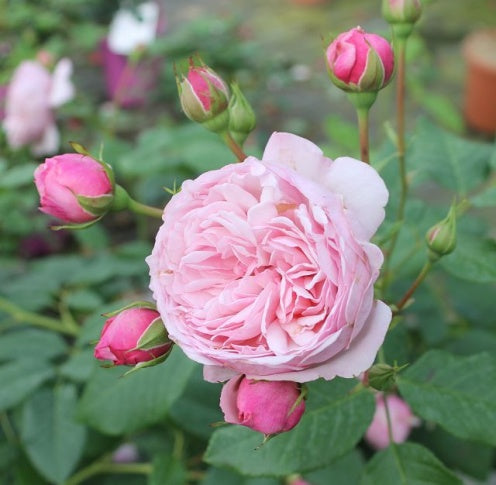 Pink rose with buds surrounded by green leaves
