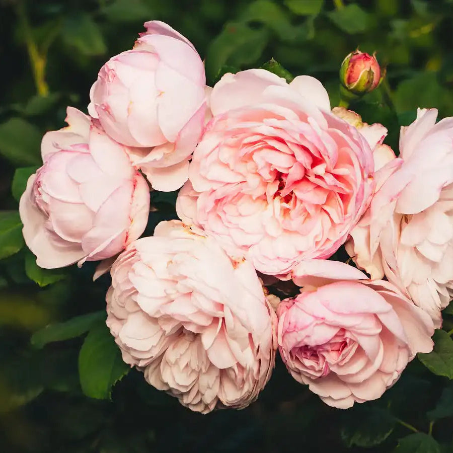 Divina™ – April & Ashley