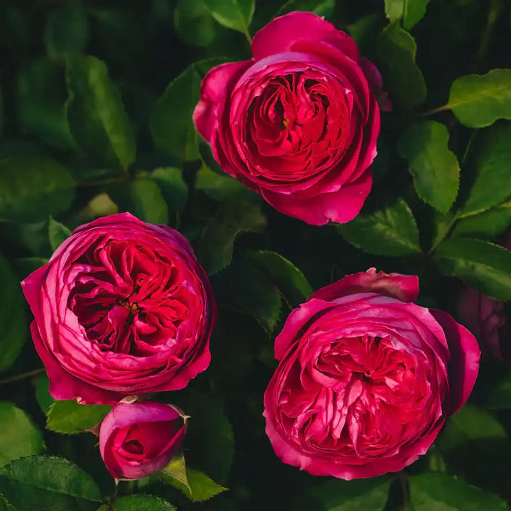 Eleant Roses Elegant Lace™ – April & Ashley