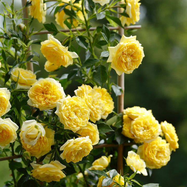 Yellow Elida roses on a trellis with greenery in the background