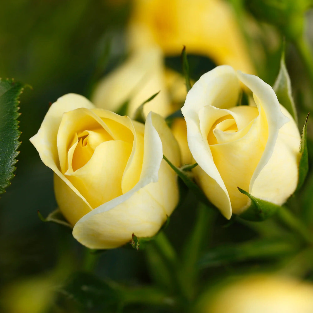Close-up of two Elida roses with green leaves in the background