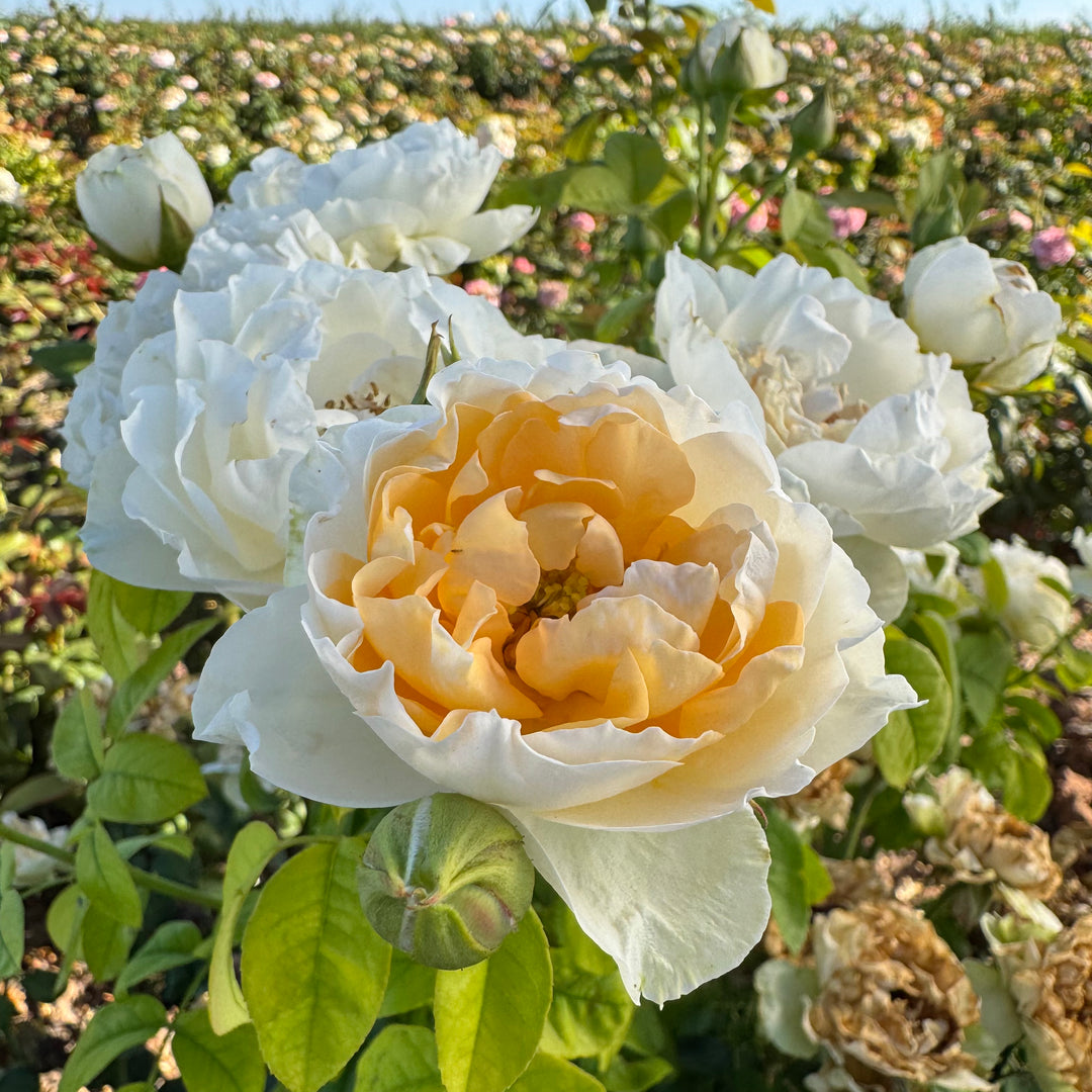 emma woodhouse roses